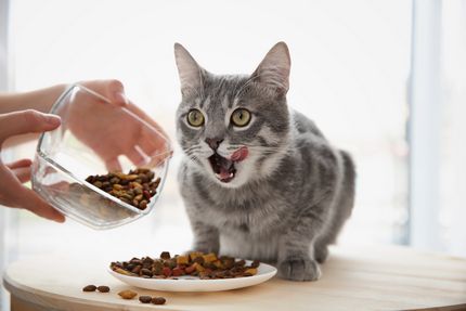 Free Cat Food Samples Freebies and Coupons