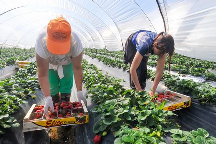 Strawberry Picking Fruit Picker Farm Jobs