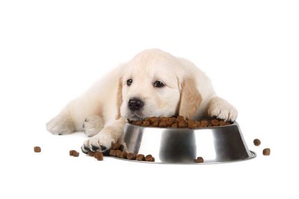 Free Puppy Food Samples